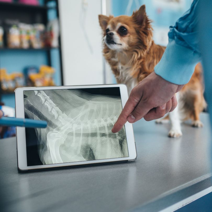 Pet Radiology