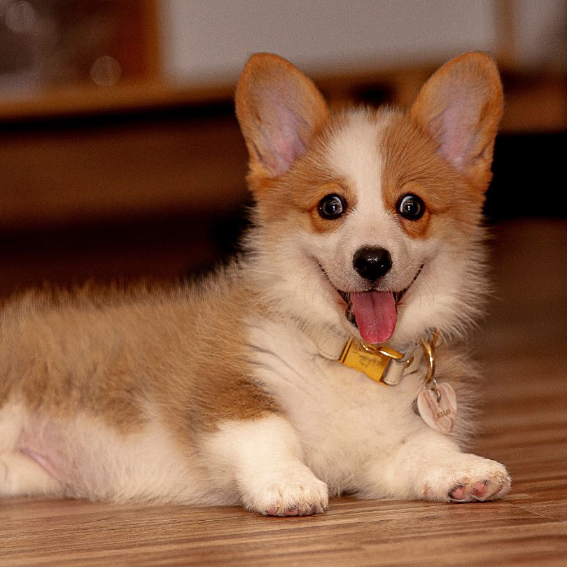 Pet Vaccinations Matter