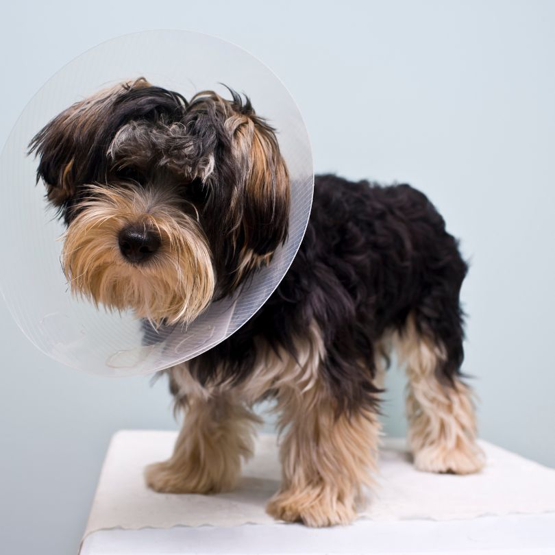 Spay or Neuter Your Pet