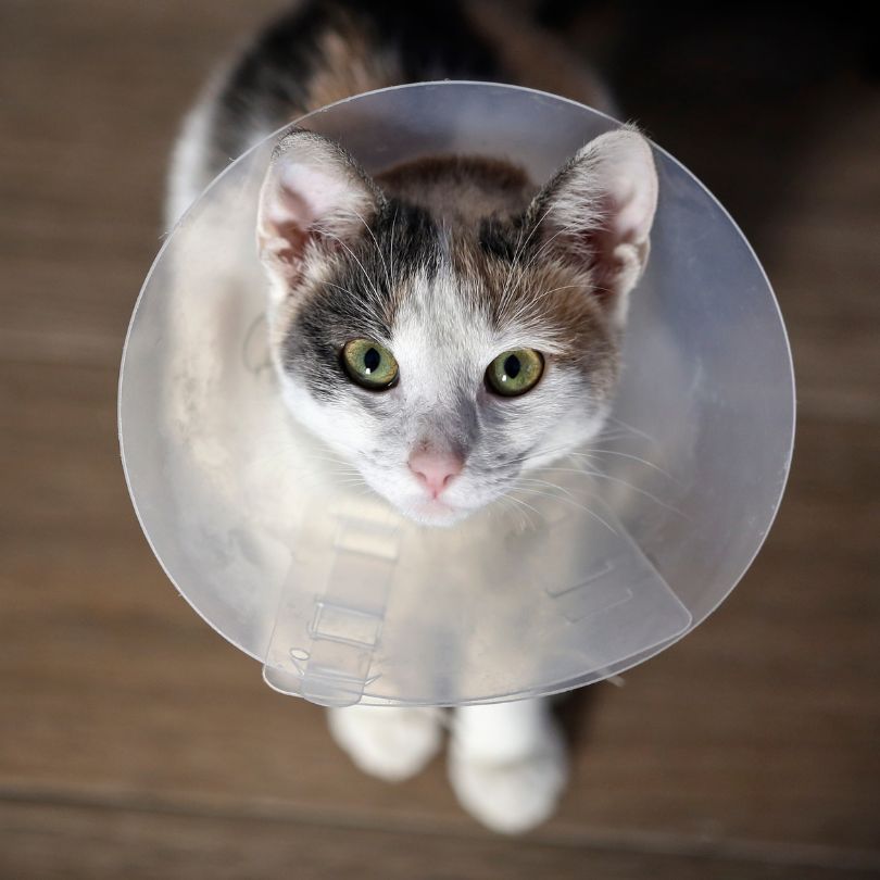 Spay or Neuter Your Pet