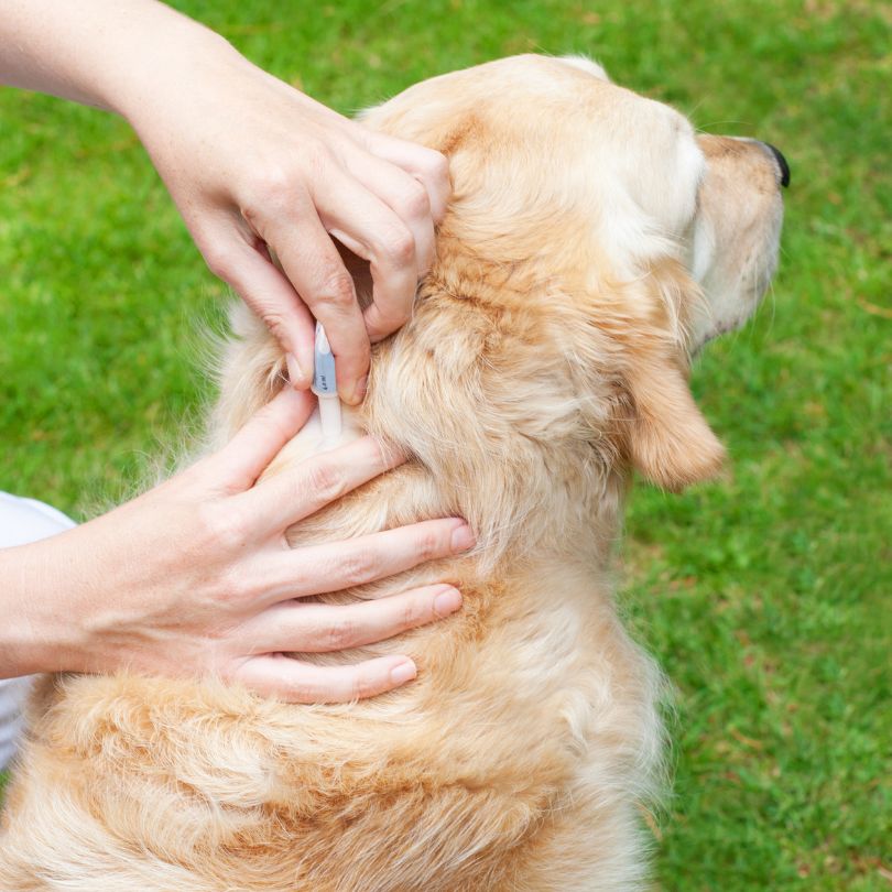 Tick Prevention