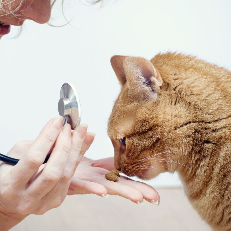 Veterinary Imaging