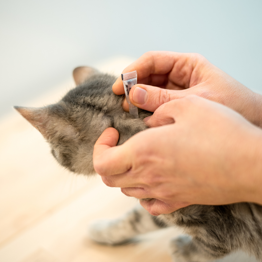 person putting flea prevention on a cat