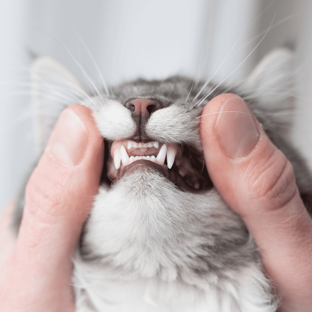 person examining a cats teeth