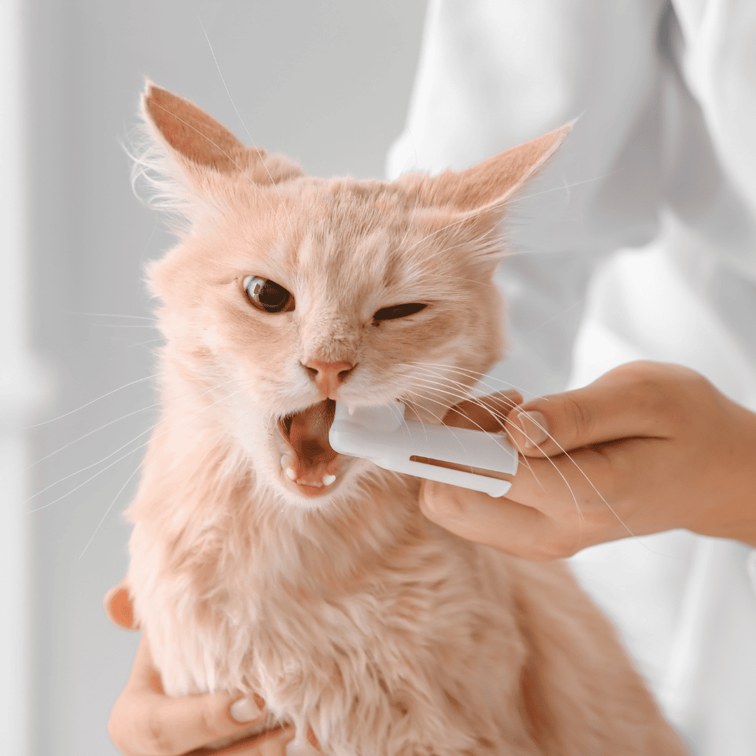 person brushing a cats teeth