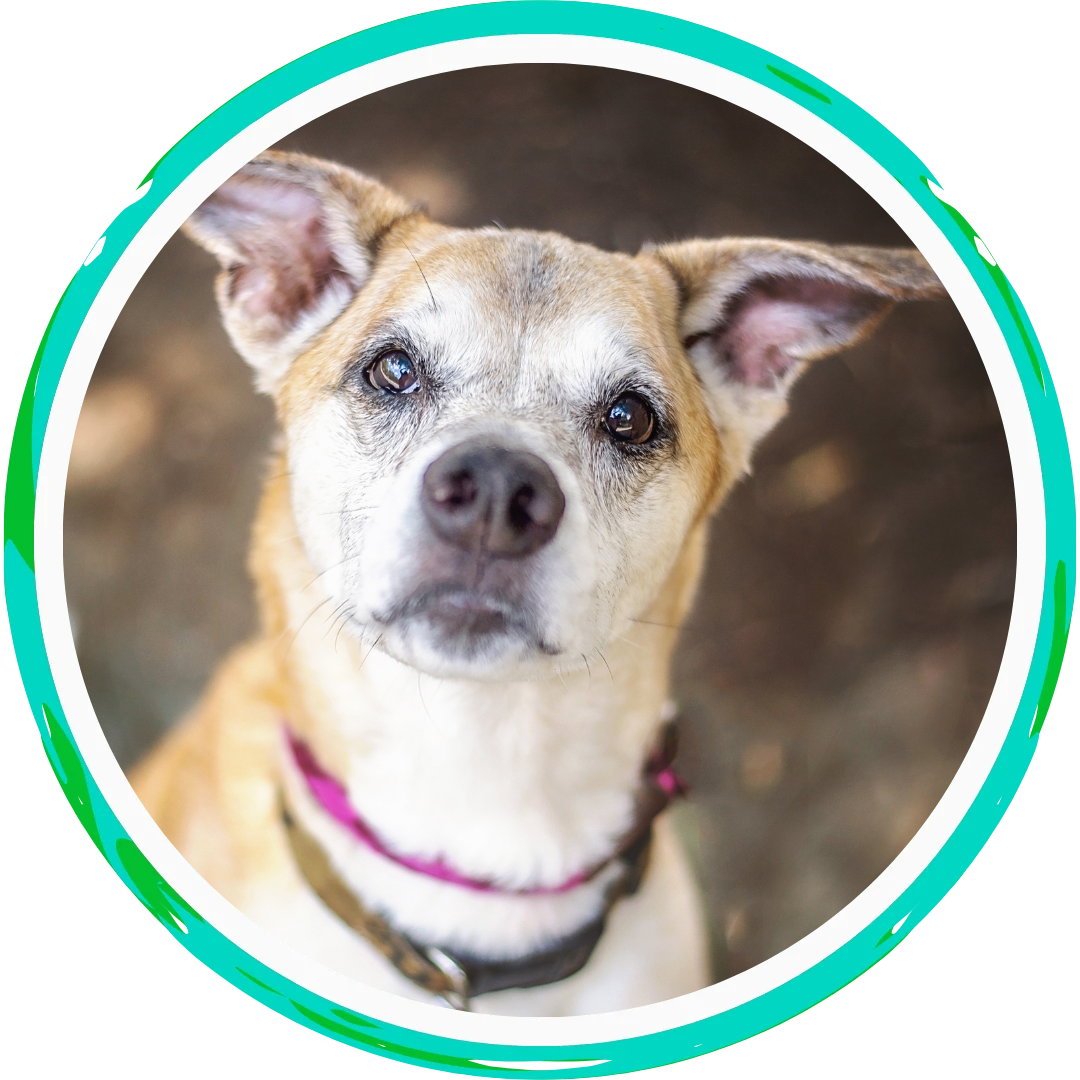 senior dog