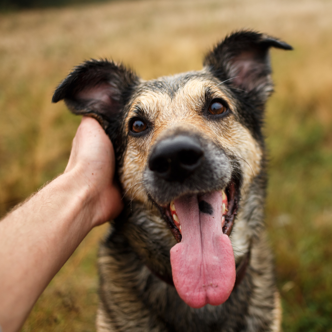 person petting an old dog