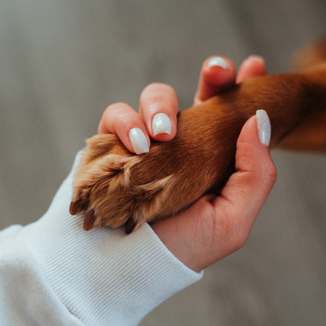 person holding a dogs paw