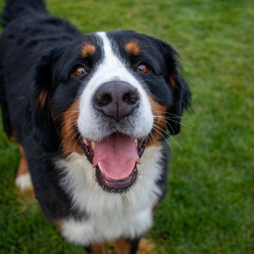 Pet Anal Gland Expression