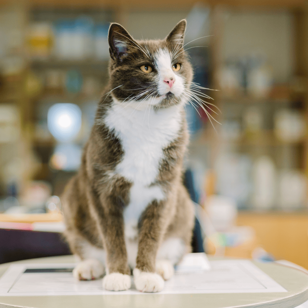 cat sitting on a table at the vet office