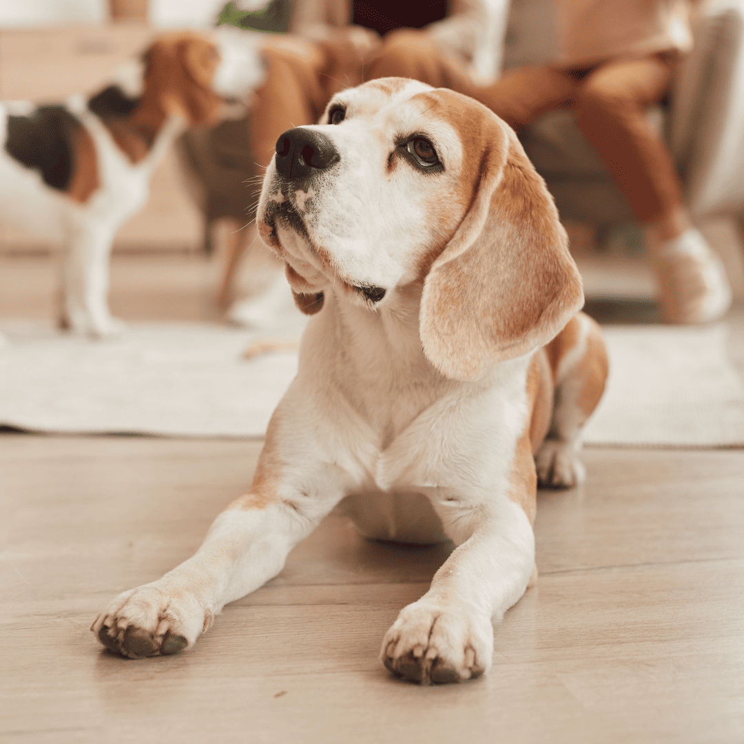 senior beagle dog