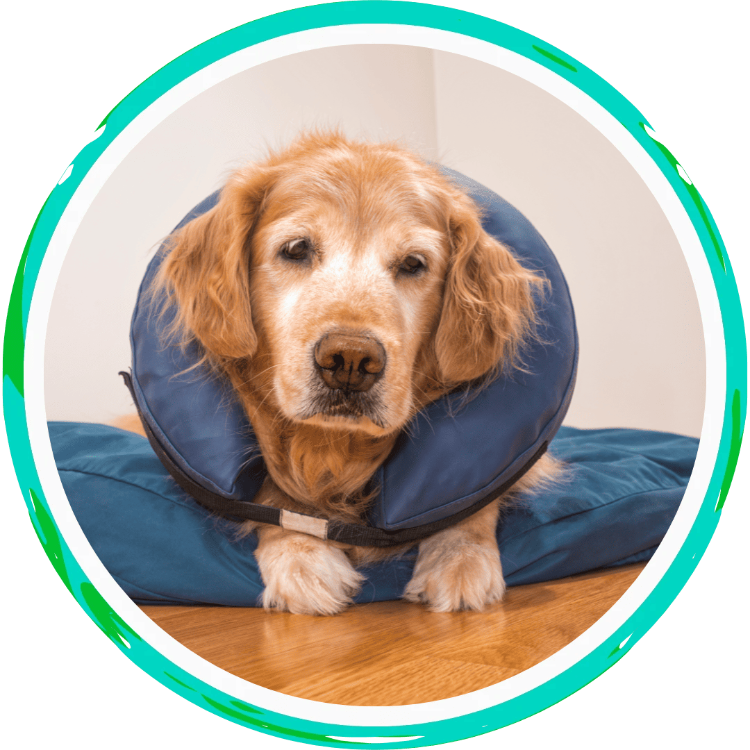 dog wearing a post surgery e-collar